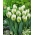 Tulipano 'Snow Valley' - confezione grande - 50 pz