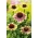 Rosa-grön coneflower - Green Twister; östra lila coneflower, lila coneflower, igelkott coneflower, echinacea - 