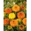 Meksikolainen marigold "Colando" - vähän kasvava lajike; Aztec kehäkukka - 