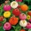 Zinnia nain "Pepito" - variété à fleurs doubles - 