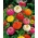 Zinnia nana "Pepito" - varietà a fiore doppio - 