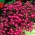 Lobelia, Männertreu Rosamond - purpurrote Blüten