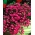 Lobelia Rosamond - πορφυρά λουλούδια - 
