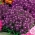 Alyssum doce - flores roxas escuras; doce alison - 