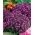 Sweet alyssum - fleurs violet foncé; douce Alison - 
