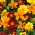 Marigold "Disco" - campuran varietas berbunga tunggal yang tumbuh rendah - 