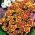 Marigold "Disco" - berbunga tunggal, tumbuh rendah, kuning-merah tua - 