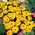 Galbenele "Disco" - cu o singură floare, cu creștere redusă, galben miere - 