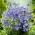 Bellflower με φύλλα ροδάκινου - μια μπλε ποικιλία - 