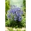 Bellflower com folhas de pêssego - uma variedade azul - 