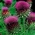 Cardoon - tumši rozā ziedi; artišoku dadzis - 