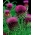 Cardoon - tumši rozā ziedi; artišoku dadzis - 