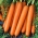 Porkkana "Touchon" - keskipitkä varhainen lajike, jota voidaan kasvattaa ruukuissa - 