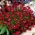Kırmızı saxifrage - bahçenizde kırmızı bir halı! - rockfoil - 