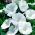 白い花のモクアオイ - 