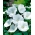 Nalbă de copac cu flori albe - 