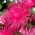 Nadel Blütenblatt Aster - dunkelrosa - 