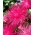 Nadel Blütenblatt Aster - dunkelrosa - 