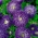 Kétvirágú lila aster "Sidonia" - 