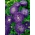八重咲きの紫アスター「シドニア」 - 