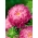 Aster carmin à fleurs doubles "Sidonia" - 