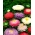 Aster de doble flor "Sidonia" - mezcla de colores - 
