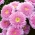 八重咲きのピンクのアスター「シドニア」 - 