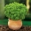 Basilico cespuglio - foglie minuscole e portamento cespuglioso e compatto - 