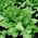 Chicory hijau "Zuccherina di Trieste" - radicchio - 