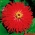 Yhteinen sinnia - punainen, krysanteemikukkainen; nuoruus-ikä, tyylikäs zinnia - 