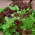 Salatvareblanding for kutte blader - 