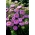 半双紫丁香紫苑“ Iskra” - 