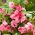 Havebalsam "Irma"; rose balsam, touch-me-not, plettet snapweed - 