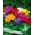 Hage-primrose "Elatior Gigantea" - mangfoldsblanding - 