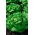 Польовий салат польовий "Зелена Регіна" - не стріляє квітучими стеблами - 