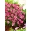 Saxifrage rose - un tapis rose dans votre jardin; Rockfoil - 