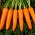 Carrot Flamanka - varietas terlambat - 