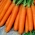 Carrot Nantes 5 - Fanta - pelbagai awal sederhana - 