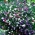 Lobelia Cascade - mélange de variétés - 