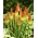 Red Hot Poker, Tritoma tohumları - Kniphofia uvaria - 120 tohumlar