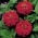 Zinnia umum "Burgund" - bunga dahlia merah Bordeaux; muda-dan-usia, zinnia yang elegan - 