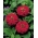 Navadna cinija "Burgund" - bordo-rdeča dalija cvetoča; mladost in starost, elegantna cinija - 