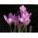 Syksyn krookus - 'Lilac Wonder' - iso pakkaus - 10 kpl; niitty sahrami, alasti nainen - 