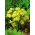 Alho amarelo - Allium moly - pacote XXXL! - 1000 pcs.; alho dourado, alho-poró