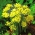 Желтый чеснок - Allium moly - упаковка XXXL! - 1000 шт; золотой чеснок, лилия лук-порей - 