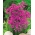 Rozā lilijas puravs - Allium oreophilum - XXXL iepakojums! - 1000 gab.