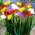 Freesia a fleurs doubles - melange de varietes de couleurs - Pack XXXL! - 500 pieces