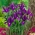 Niederländische Iris - Purple Sensation - XXXL Pack! - 500 Stück