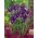 Nederlandsk iris - Purple Sensation - XXXL-pakke! - 500 stk