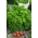 Φύλλο μαϊντανός "Mooskrause 2" - ζωντανά πράσινα, φρυγμένα φύλλα - 1200 σπόρους - Petroselinum crispum  - σπόροι